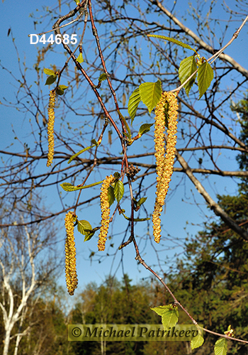 Paper Birch (Betula papyrifera)